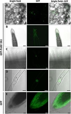 The PvNF-YA1 and PvNF-YB7 Subunits of the Heterotrimeric NF-Y Transcription Factor Influence <mark class="highlighted">Strain Preference</mark> in the Phaseolus vulgaris–Rhizobium etli Symbiosis